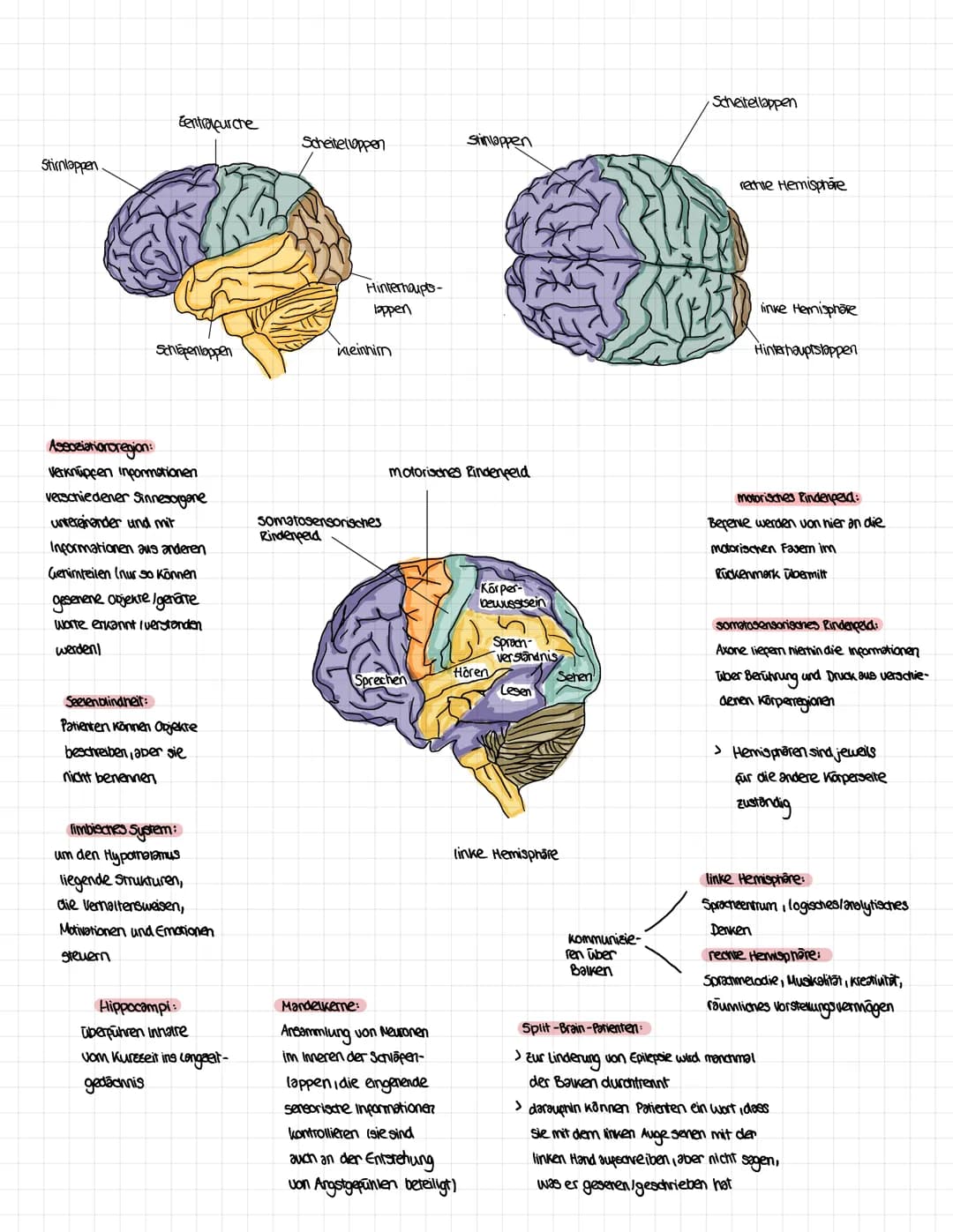 Das Gehirn:
Thalamus:
leitet Informationen
zu richtigen
Verarbeitungsstellen
Hypothalamus:
Kontrolliert vegetatives
Nervensystem
Balken:
ver