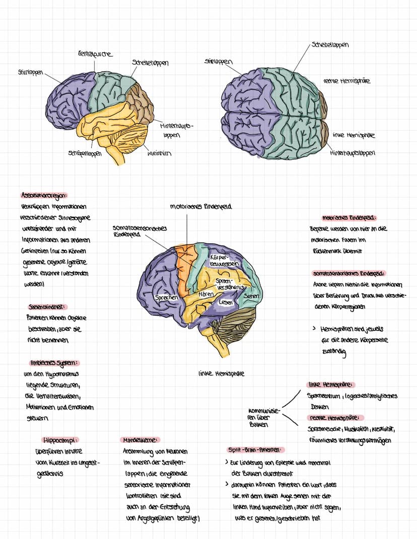 Das Gehirn:
Thalamus:
leitet Informationen
zu richtigen
Verarbeitungsstellen
Hypothalamus:
Kontrolliert vegetatives
Nervensystem
Balken:
ver