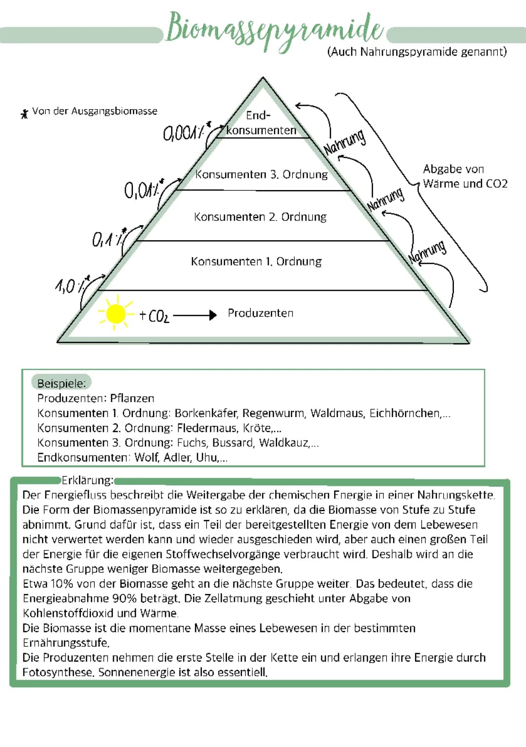 Biomassenpyramide & Energiefluss einfach erklärt - Beispiele und Arbeitsblatt