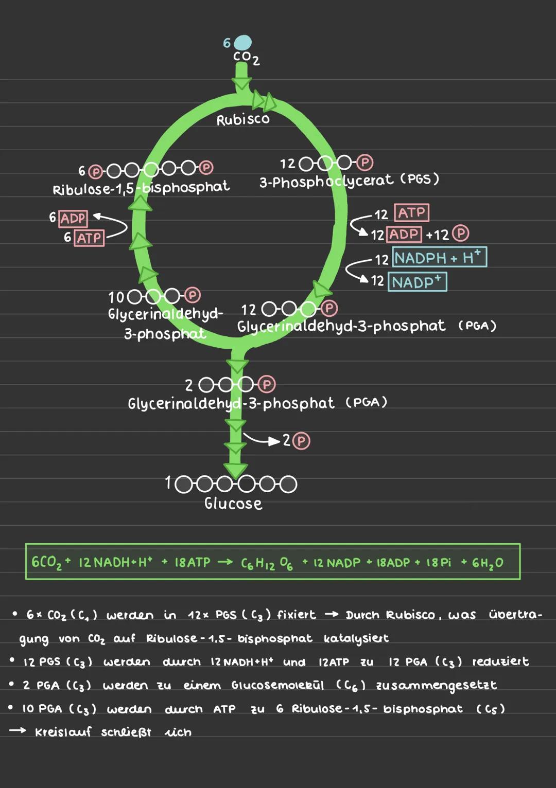# Fotosynthese-Lichtreaktion/Primärreaktion
Summenformel: 6002+ 6H2O
C6H12O6 + 602

Ort der Fotosynthese:
*   In der Pflanzenzelle enthalten