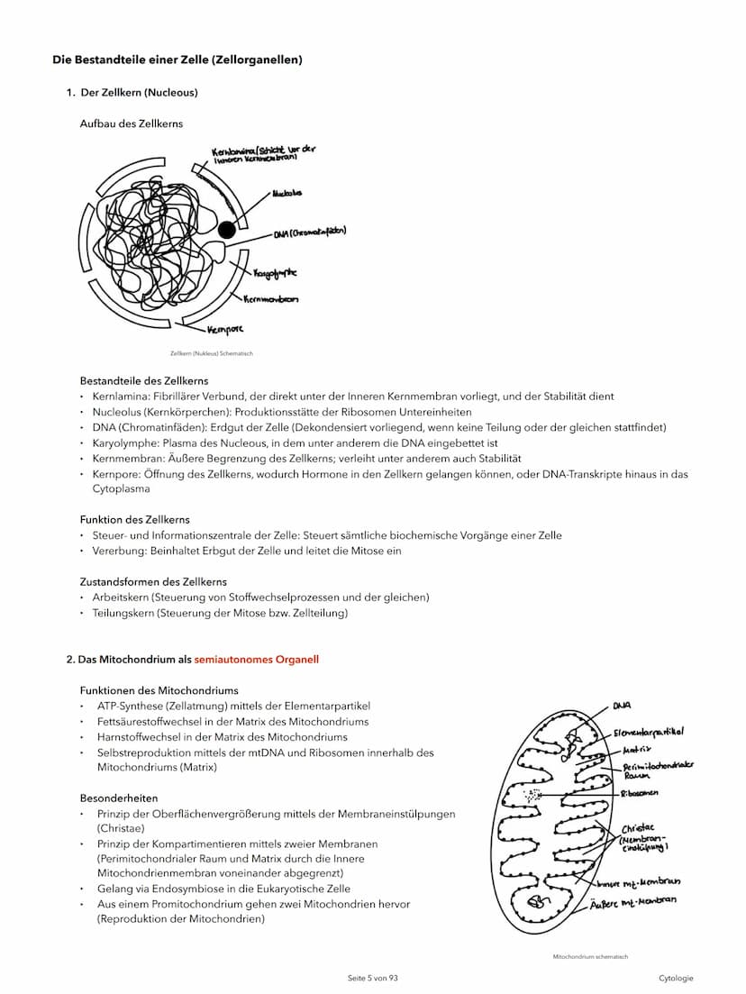 Alexander Agócs
Abitur Zusammenfassung
Biologie LK (LSA-23)
O
...........
O
H-H
O=C
.H
H Themenkomplexe
Einführung in die Biologie
I Cytolog