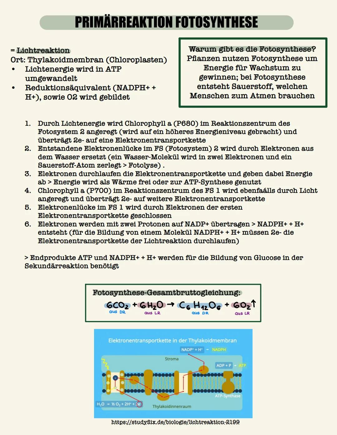 # PRIMÄRREAKTION FOTOSYNTHESE

= Lichtreaktion
*   Ort: Thylakoidmembran (Chloroplasten)
*   Lichtenergie wird in ATP
    umgewandelt
*   Re