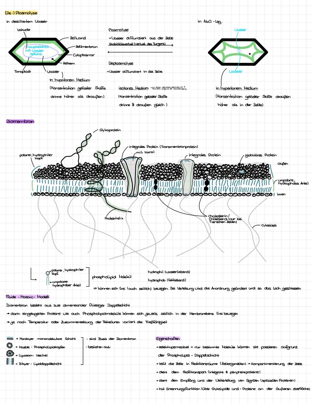 Diffozion
definition
- selbständige, gleichmäßige Durchmischung von Teilchen aufgrund eines Konzentrationsunterschiedles
bis zum Konzentrati