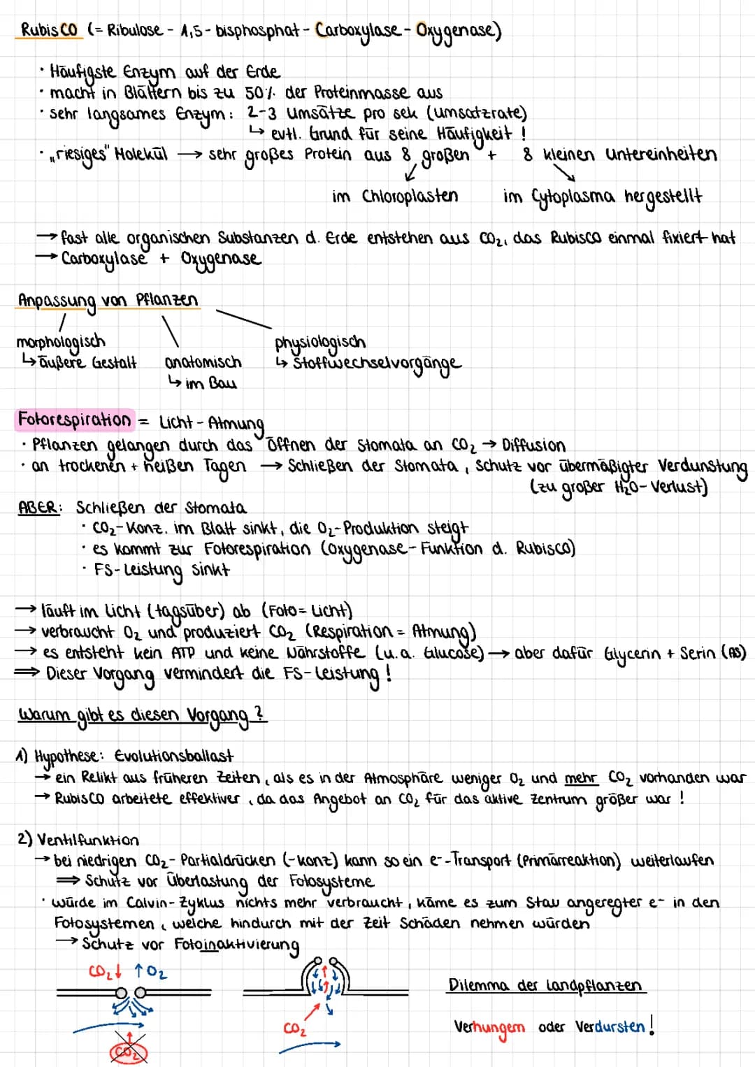 RubisCO und C3, C4, CAM-Pflanzen 