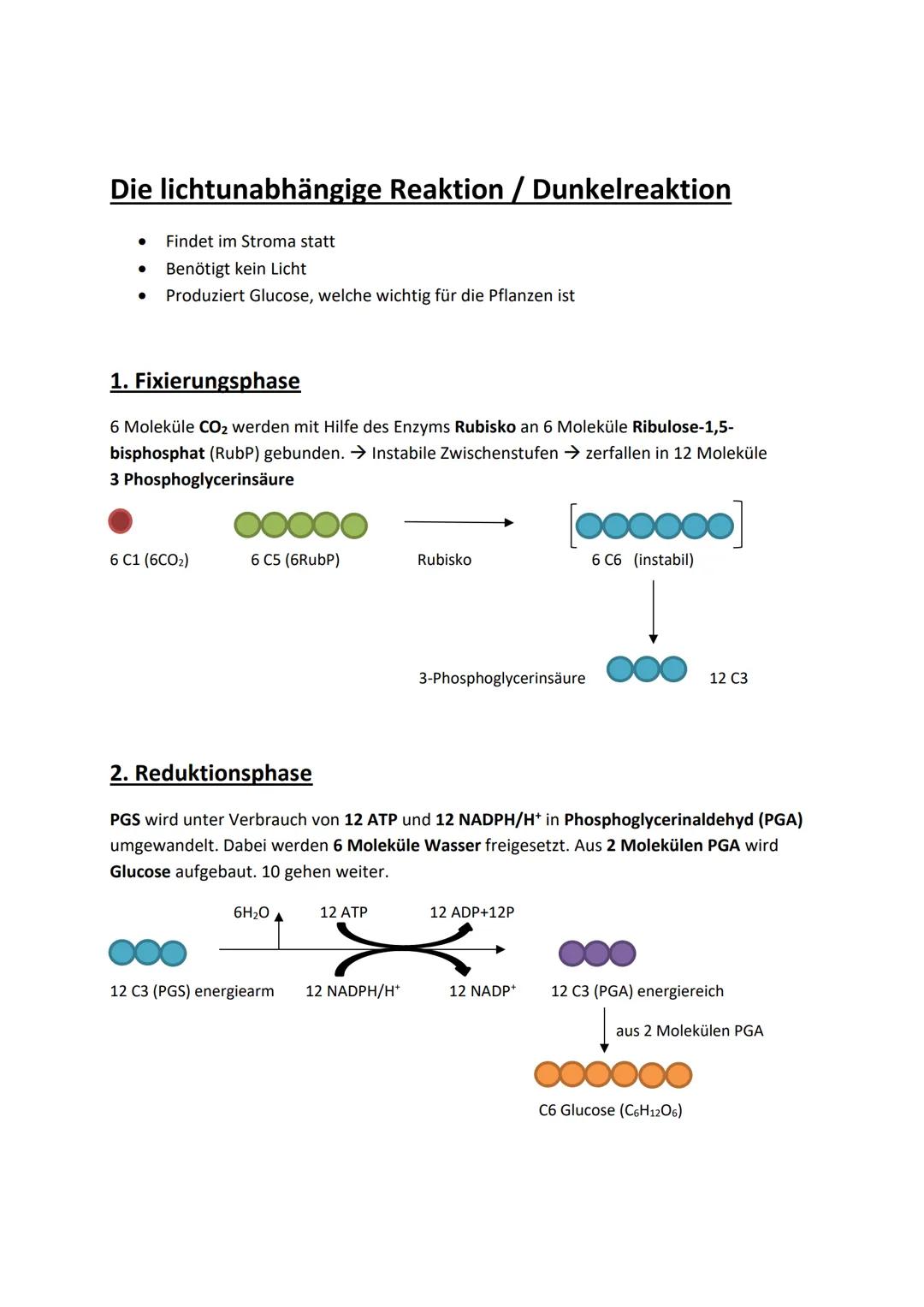 # Die lichtunabhängige Reaktion / Dunkelreaktion

- Findet im Stroma statt
- Benötigt kein Licht
- Produziert Glucose, welche wichtig für di