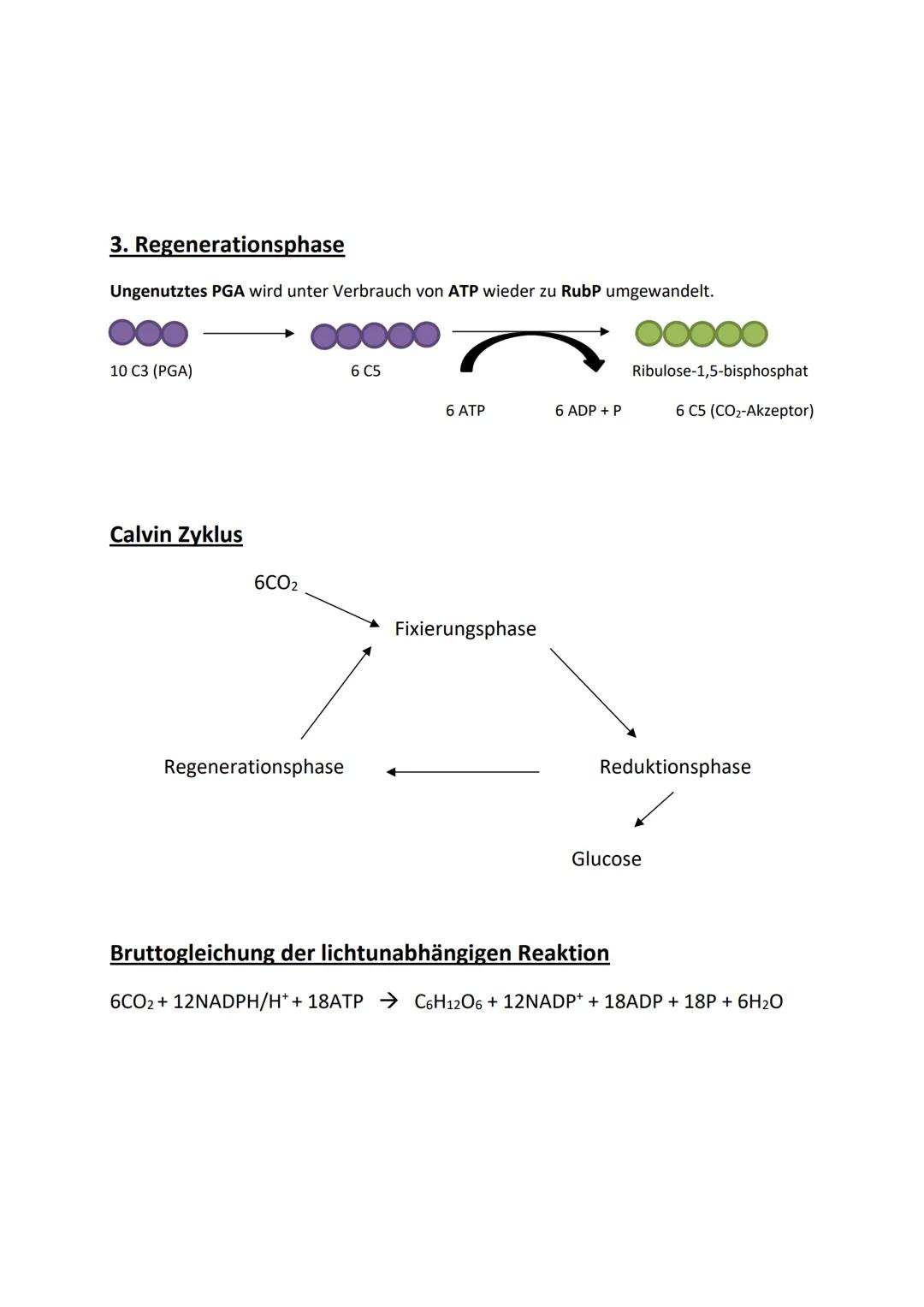 # Die lichtunabhängige Reaktion / Dunkelreaktion

- Findet im Stroma statt
- Benötigt kein Licht
- Produziert Glucose, welche wichtig für di