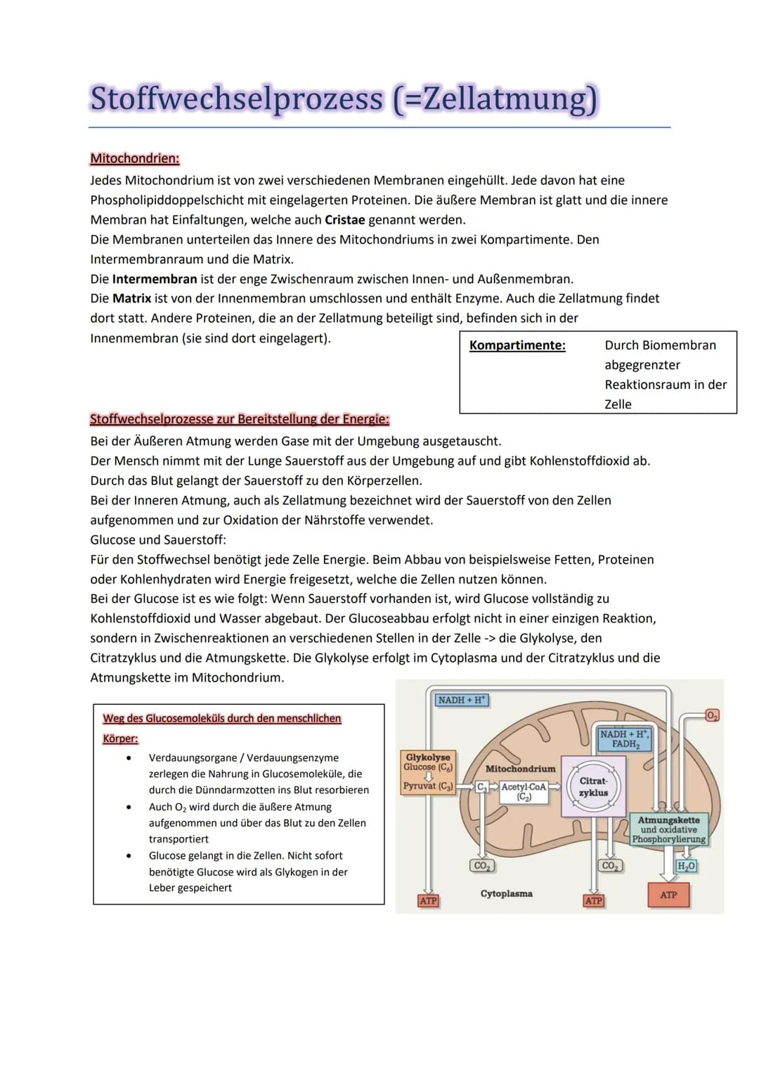 Stoffwechselprozess (=Zellatmung)
Jedes Mitochondrium ist von zwei verschiedenen Membranen eingehüllt. Jede davon hat eine
Phospholipiddoppe