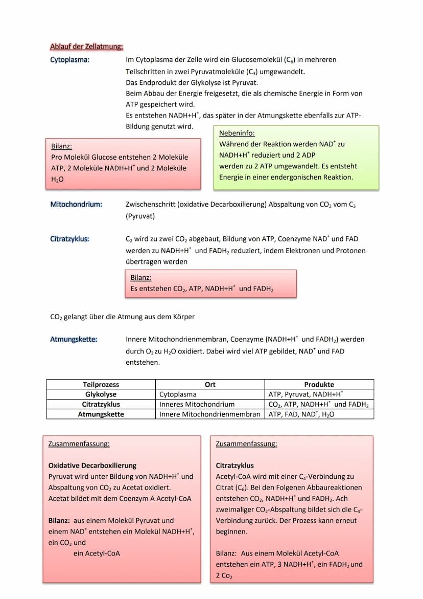 Stoffwechselprozess (=Zellatmung)
Jedes Mitochondrium ist von zwei verschiedenen Membranen eingehüllt. Jede davon hat eine
Phospholipiddoppe
