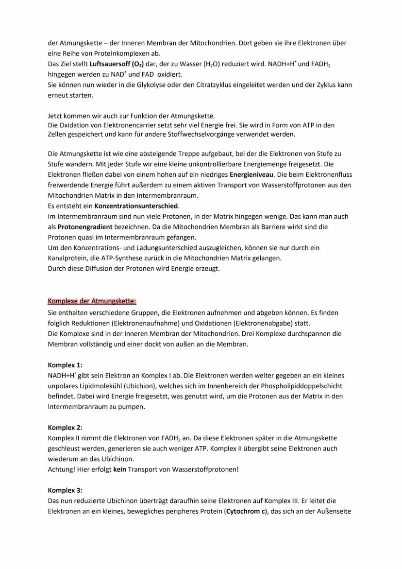 Stoffwechselprozess (=Zellatmung)
Jedes Mitochondrium ist von zwei verschiedenen Membranen eingehüllt. Jede davon hat eine
Phospholipiddoppe