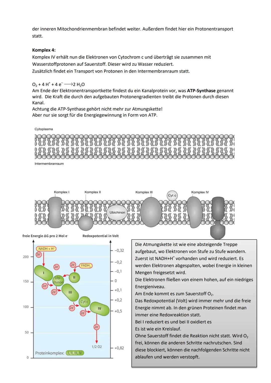 Stoffwechselprozess (=Zellatmung)
Jedes Mitochondrium ist von zwei verschiedenen Membranen eingehüllt. Jede davon hat eine
Phospholipiddoppe