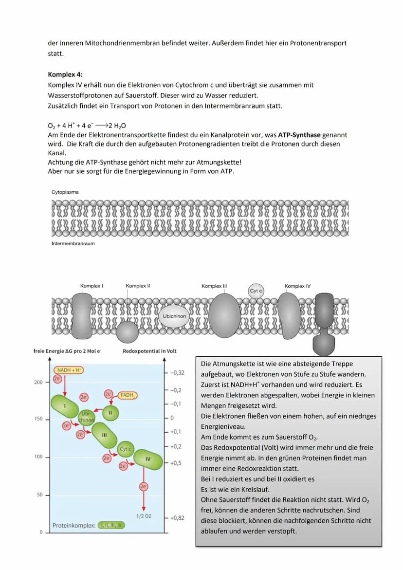 Stoffwechselprozess (=Zellatmung)
Jedes Mitochondrium ist von zwei verschiedenen Membranen eingehüllt. Jede davon hat eine
Phospholipiddoppe