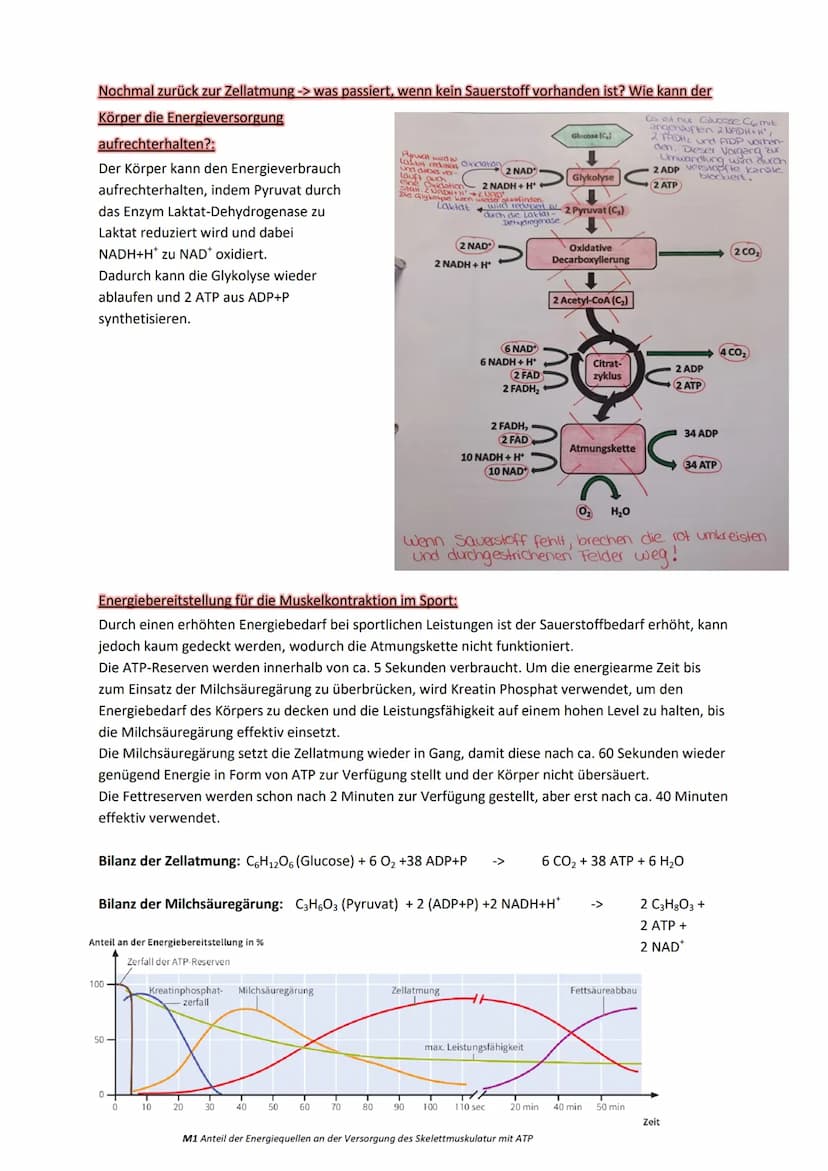 Stoffwechselprozess (=Zellatmung)
Jedes Mitochondrium ist von zwei verschiedenen Membranen eingehüllt. Jede davon hat eine
Phospholipiddoppe