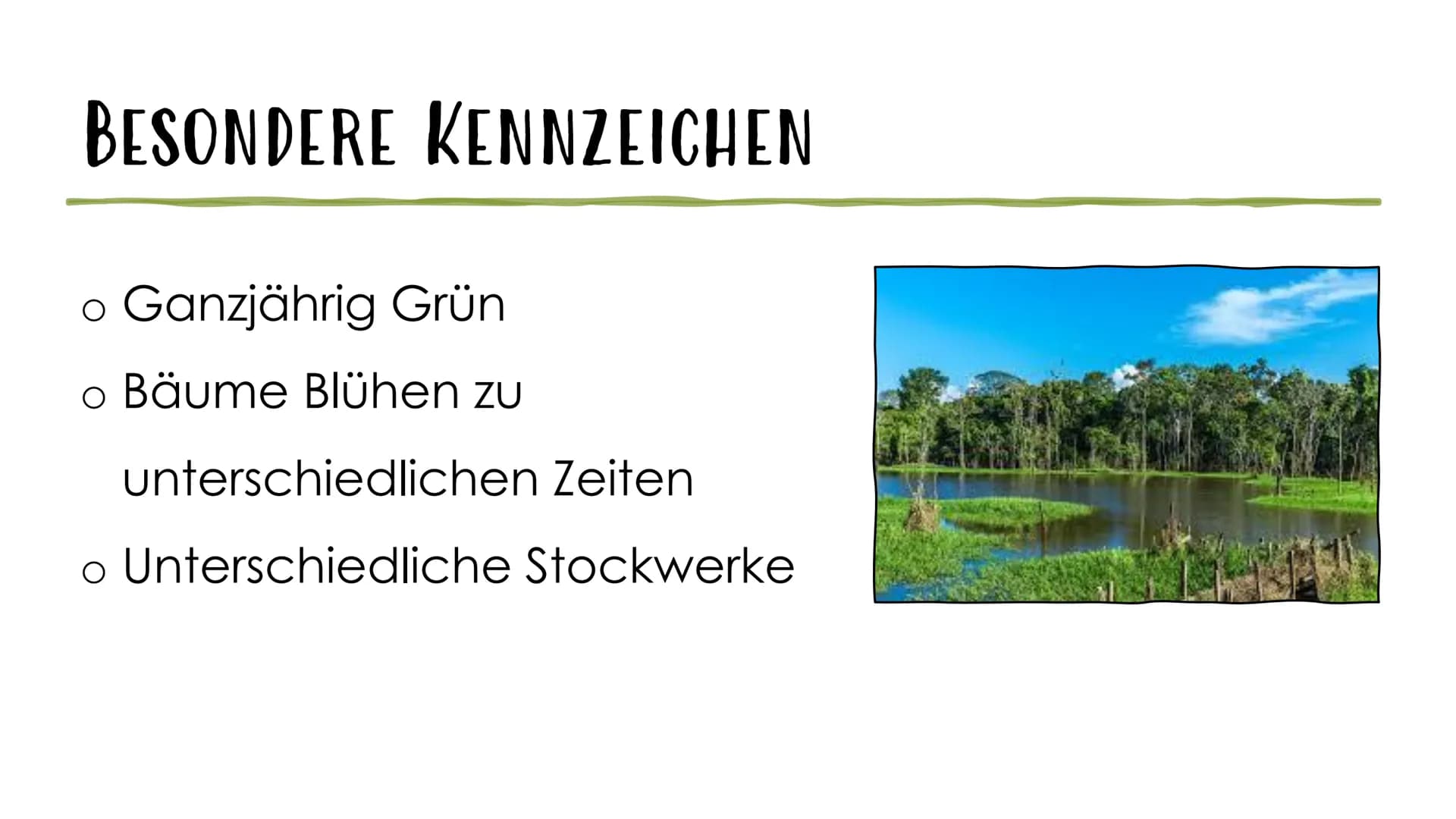 AMAZONAS REGENWALD
Der Amazonas Regenwald zählt mit einer Fläche von 6,7 Millionen km2 zu einem der
größten tropischen Wälder der Welt. Er e