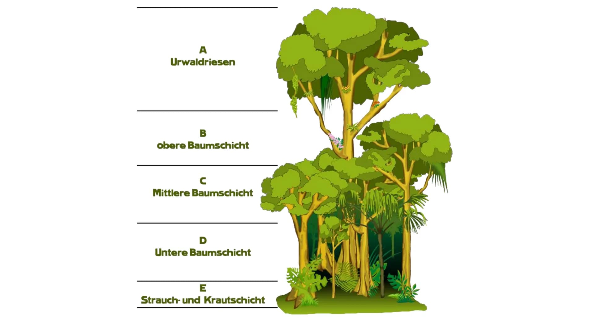 AMAZONAS REGENWALD
Der Amazonas Regenwald zählt mit einer Fläche von 6,7 Millionen km2 zu einem der
größten tropischen Wälder der Welt. Er e