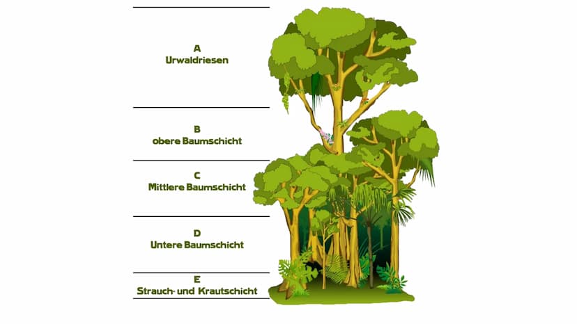 AMAZONAS REGENWALD
Der Amazonas Regenwald zählt mit einer Fläche von 6,7 Millionen km2 zu einem der
größten tropischen Wälder der Welt. Er e