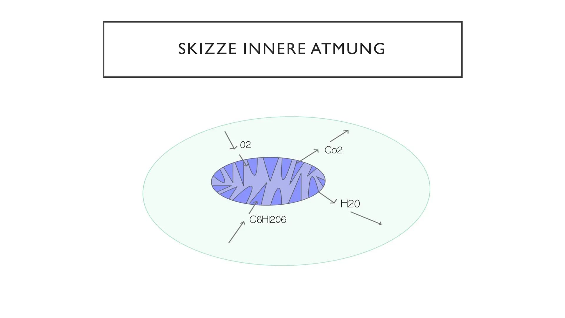 ATMUNG ●
●
●
GLIEDERUNG
1.Wiederholung Äußere Atmung
2. Wiederholung Mitochondrien
3. Innere Atmung
4.Vergleich innere und äußere Atmung Ort