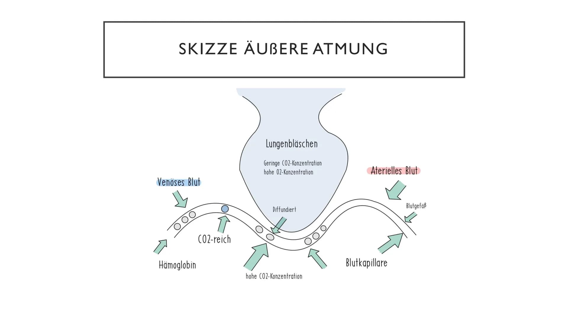ATMUNG ●
●
●
GLIEDERUNG
1.Wiederholung Äußere Atmung
2. Wiederholung Mitochondrien
3. Innere Atmung
4.Vergleich innere und äußere Atmung Ort
