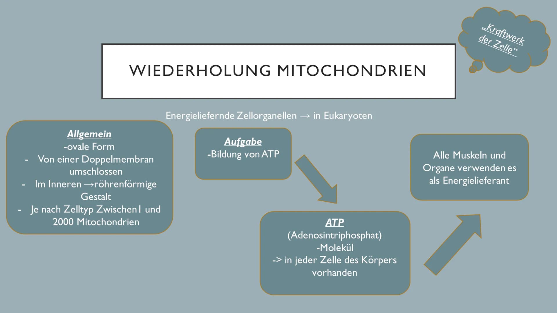 ATMUNG ●
●
●
GLIEDERUNG
1.Wiederholung Äußere Atmung
2. Wiederholung Mitochondrien
3. Innere Atmung
4.Vergleich innere und äußere Atmung Ort