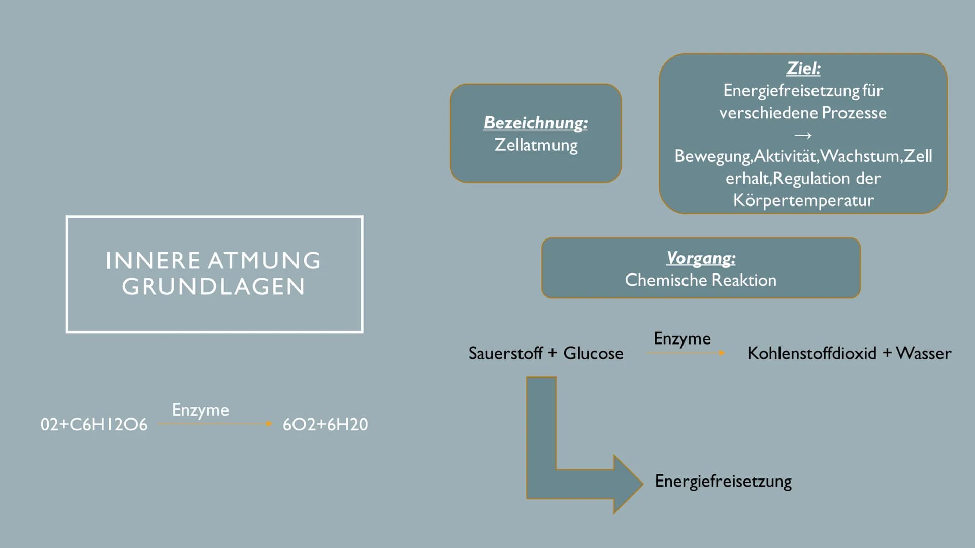 ATMUNG ●
●
●
GLIEDERUNG
1.Wiederholung Äußere Atmung
2. Wiederholung Mitochondrien
3. Innere Atmung
4.Vergleich innere und äußere Atmung Ort