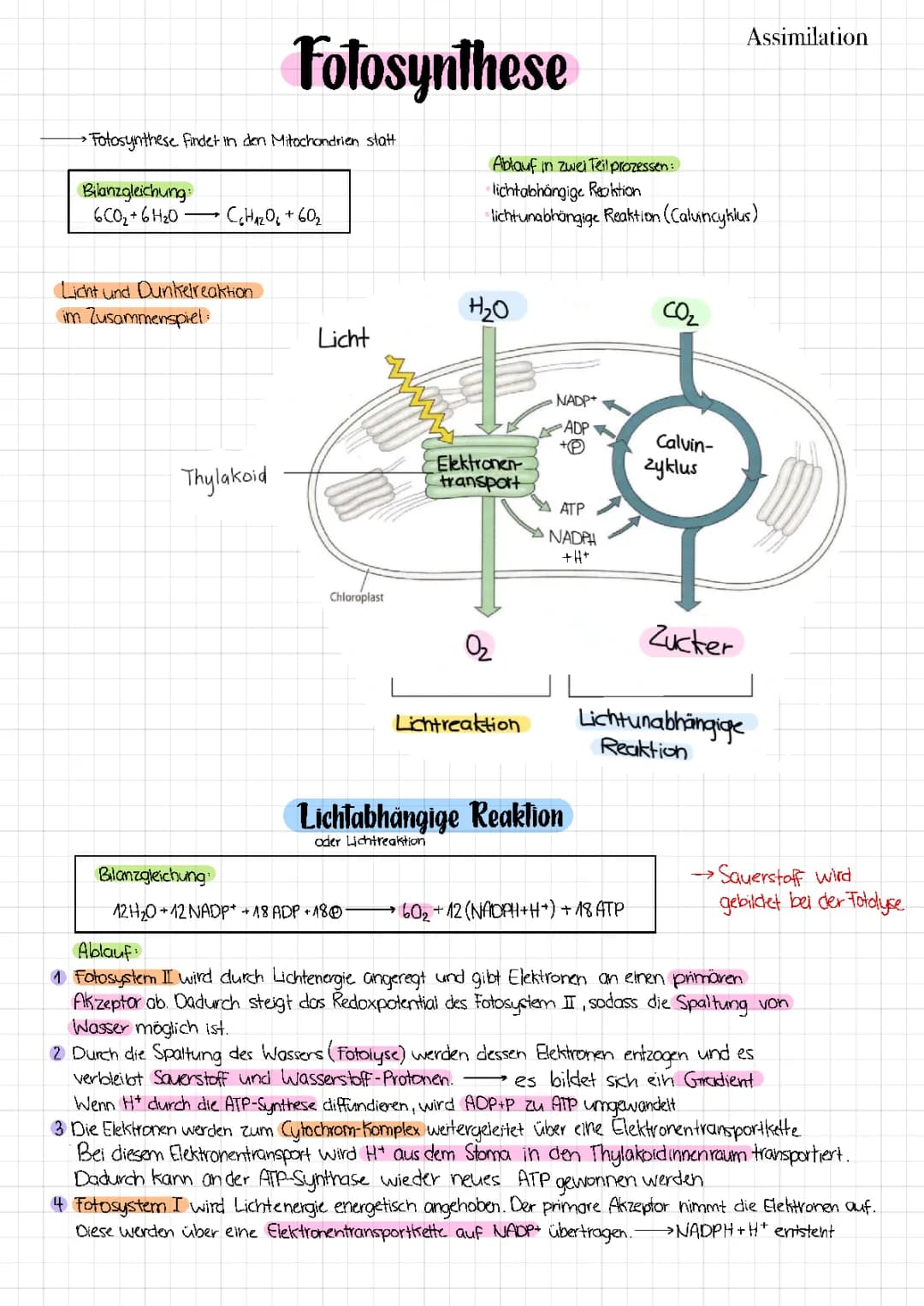 Fotosynthese 