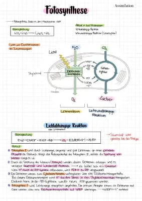 Know Fotosynthese  thumbnail