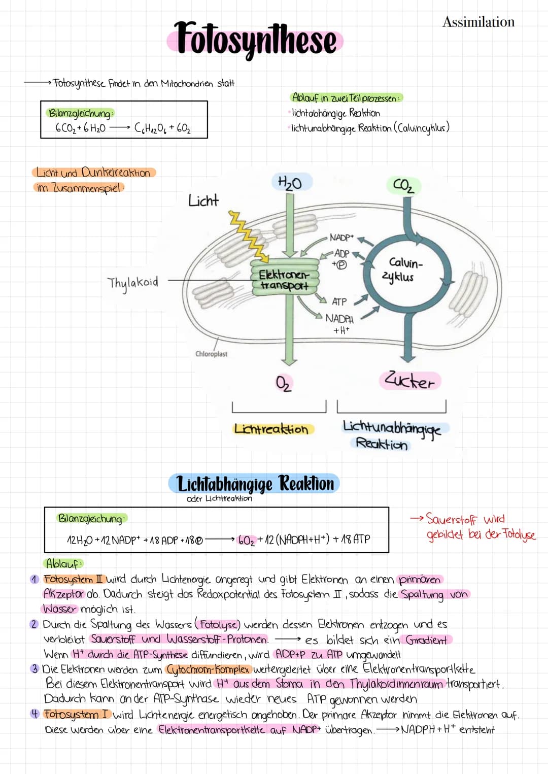→Fotosynthese findet in den Mitochondrien statt
Bilanzgleichung:
6CO₂ + 6H₂0-
Fotosynthese
C6H12O6 +60₂
Licht und Dunkelreaktion
im Zusammen