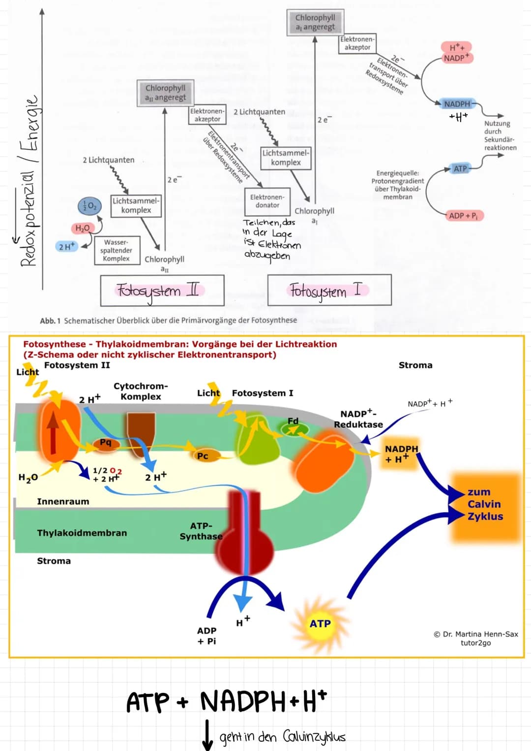 →Fotosynthese findet in den Mitochondrien statt
Bilanzgleichung:
6CO₂ + 6H₂0-
Fotosynthese
C6H12O6 +60₂
Licht und Dunkelreaktion
im Zusammen