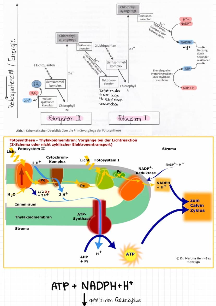 →Fotosynthese findet in den Mitochondrien statt
Bilanzgleichung:
6CO₂ + 6H₂0-
Fotosynthese
C6H12O6 +60₂
Licht und Dunkelreaktion
im Zusammen