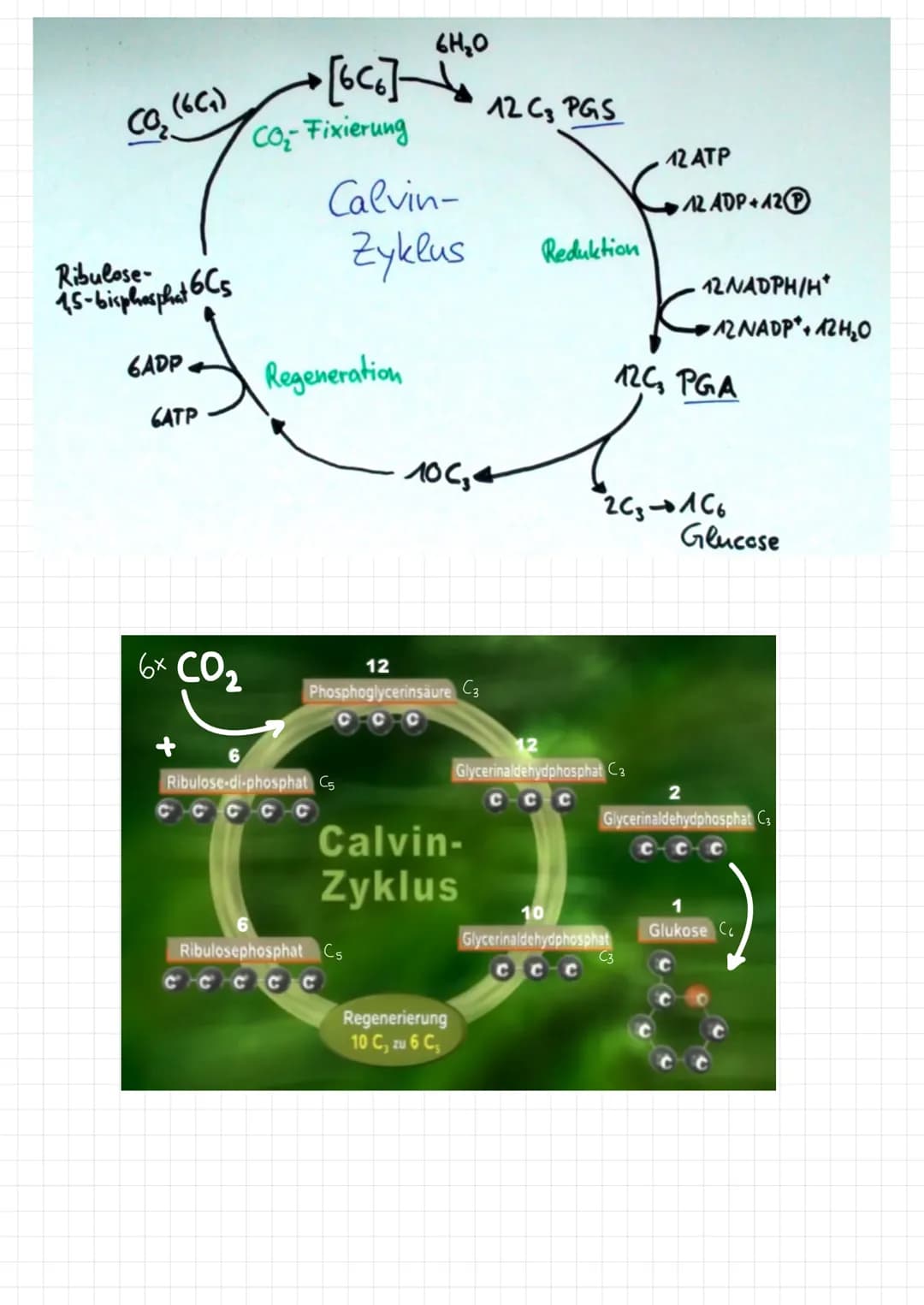 →Fotosynthese findet in den Mitochondrien statt
Bilanzgleichung:
6CO₂ + 6H₂0-
Fotosynthese
C6H12O6 +60₂
Licht und Dunkelreaktion
im Zusammen