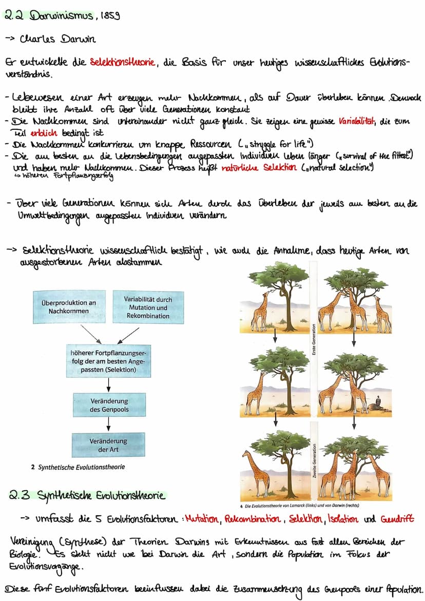1. Kakegorien
Reich
Stamm
Klasse
Ordnung
Unterstamm-Wirbeltiere
Gratting
| Art
Evolution
- vielzellige Tiere
- Chordatiere
•Saugetiere
•Rowo