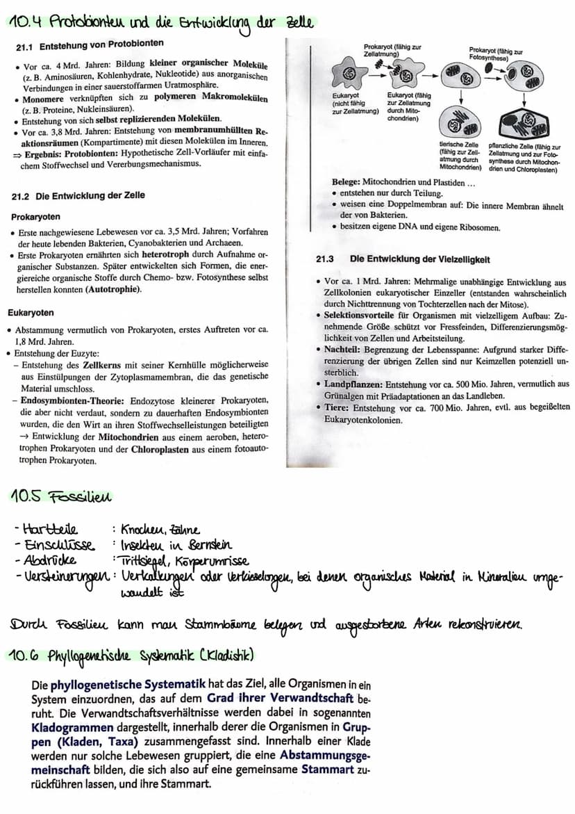 1. Kakegorien
Reich
Stamm
Klasse
Ordnung
Unterstamm-Wirbeltiere
Gratting
| Art
Evolution
- vielzellige Tiere
- Chordatiere
•Saugetiere
•Rowo