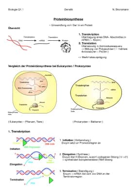 Know Proteinbiosynthese thumbnail