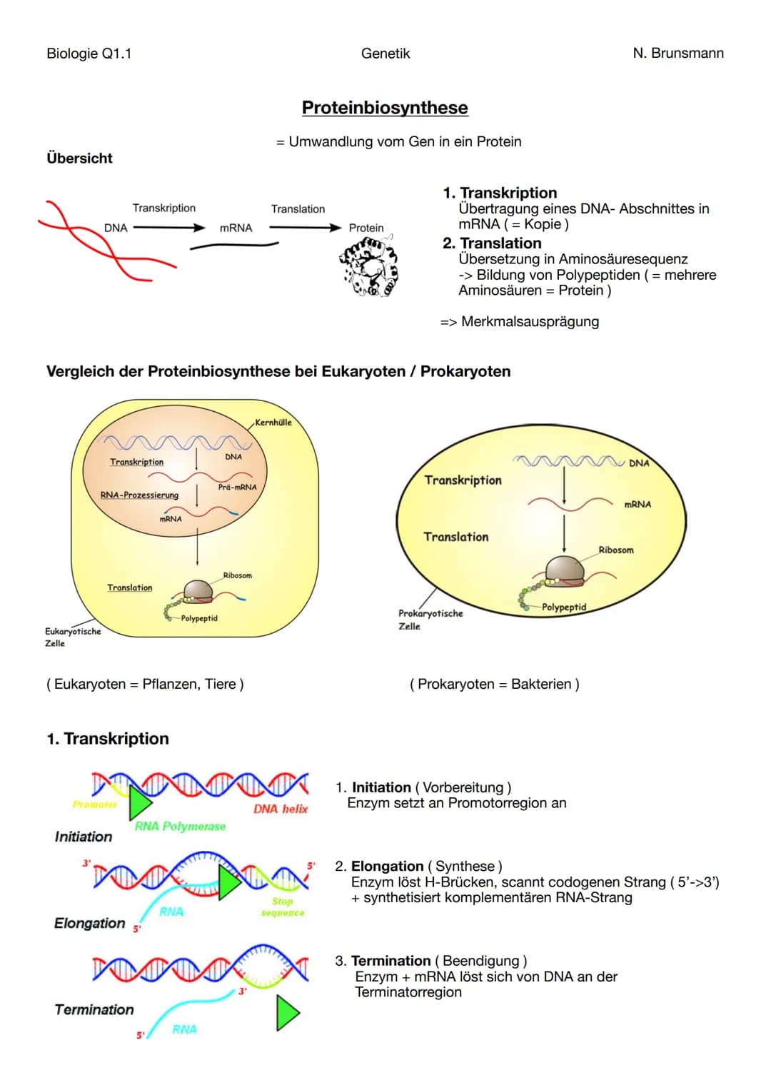 Biologie Q1.1
Übersicht
DNA
Eukaryotische
Zelle
Transkription
RNA-Prozessierung
Transkription
Translation
Promoter
Vergleich der Proteinbios