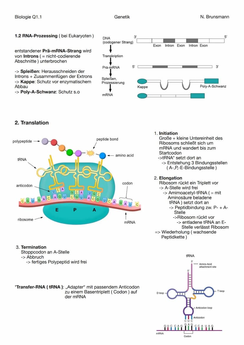 Biologie Q1.1
Übersicht
DNA
Eukaryotische
Zelle
Transkription
RNA-Prozessierung
Transkription
Translation
Promoter
Vergleich der Proteinbios