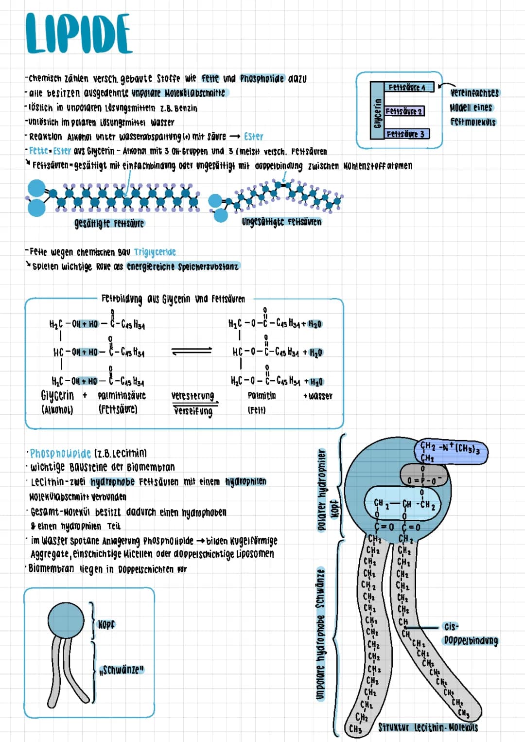 lipide