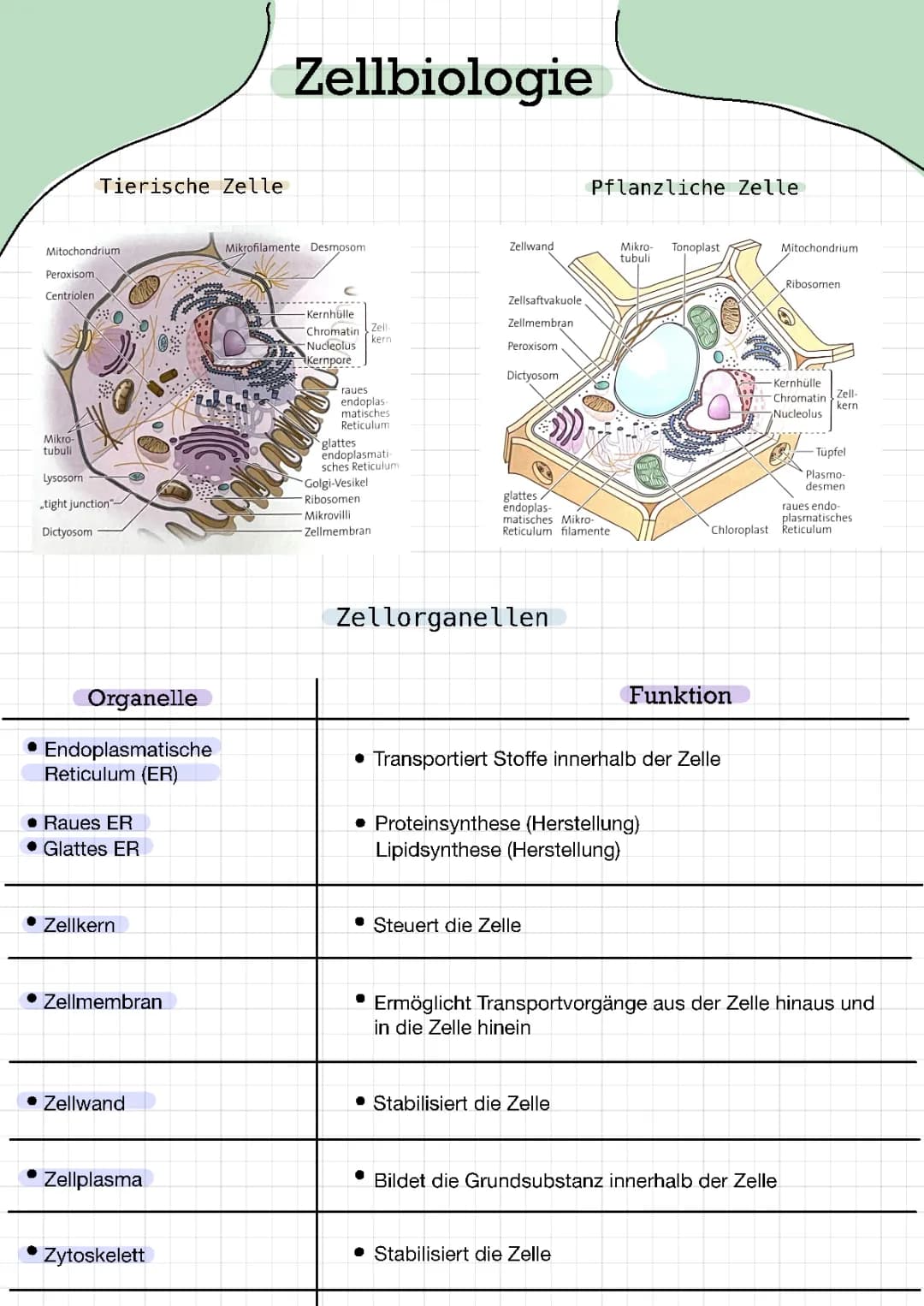 Tier- und Pflanzenzelle + Eukaryote und Prokaryote 