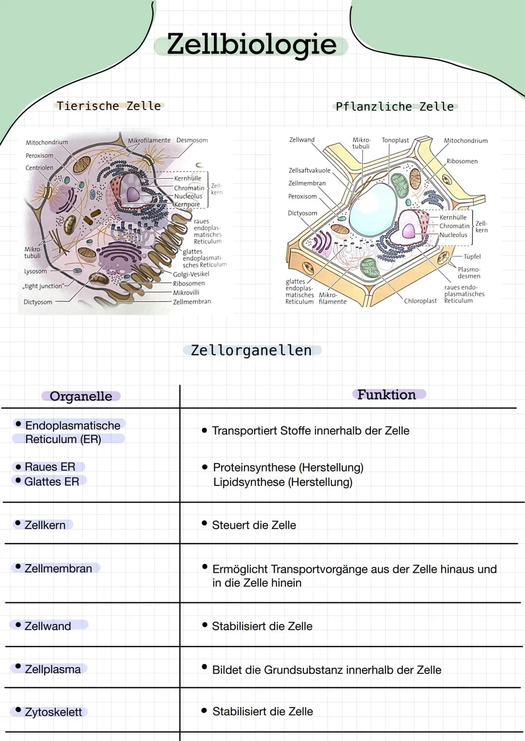Tierische Zelle
Mitochondrium
Peroxisom
Centriolen
Mikro-
tubuli
Lysosom
tight junction"-
Dictyosom
Organelle
• Endoplasmatische
Reticulum (