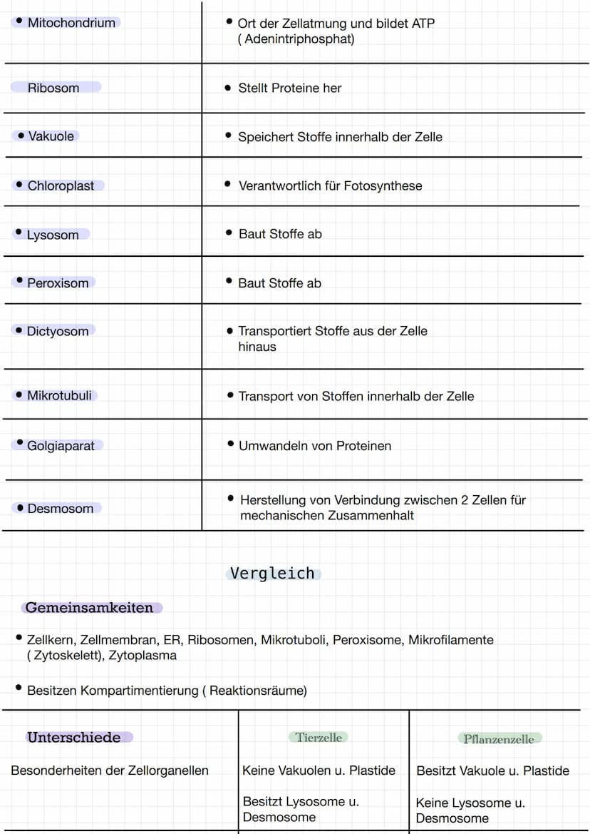 Tierische Zelle
Mitochondrium
Peroxisom
Centriolen
Mikro-
tubuli
Lysosom
tight junction"-
Dictyosom
Organelle
• Endoplasmatische
Reticulum (