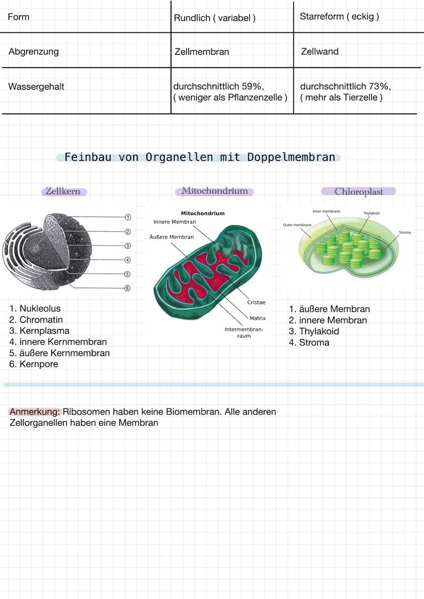 Tierische Zelle
Mitochondrium
Peroxisom
Centriolen
Mikro-
tubuli
Lysosom
tight junction"-
Dictyosom
Organelle
• Endoplasmatische
Reticulum (