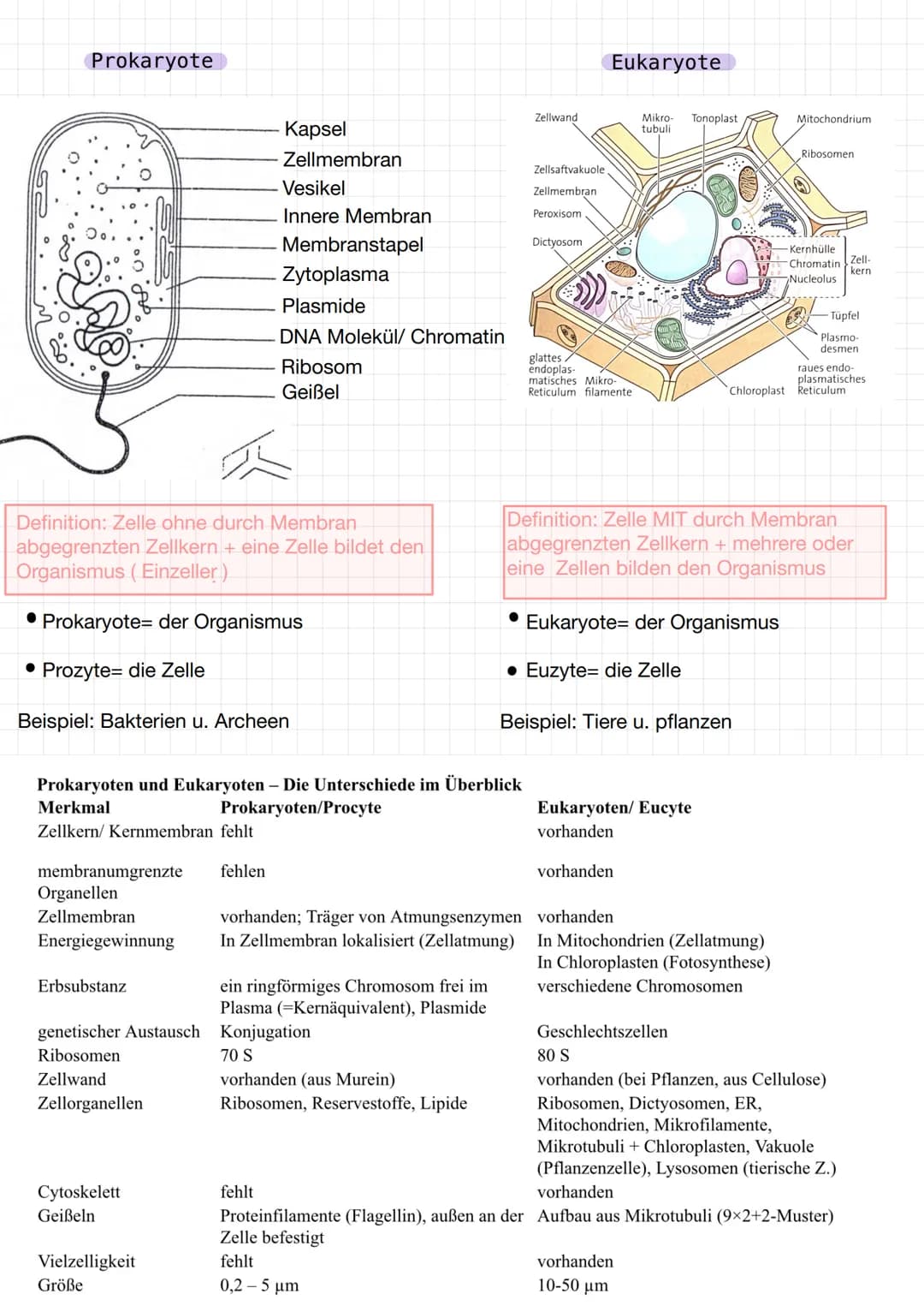Tierische Zelle
Mitochondrium
Peroxisom
Centriolen
Mikro-
tubuli
Lysosom
tight junction"-
Dictyosom
Organelle
• Endoplasmatische
Reticulum (