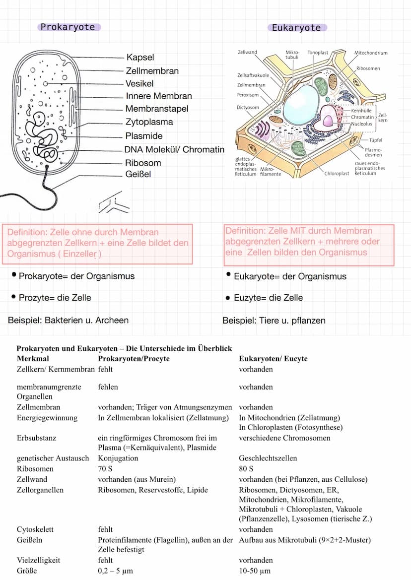 Tierische Zelle
Mitochondrium
Peroxisom
Centriolen
Mikro-
tubuli
Lysosom
tight junction"-
Dictyosom
Organelle
• Endoplasmatische
Reticulum (