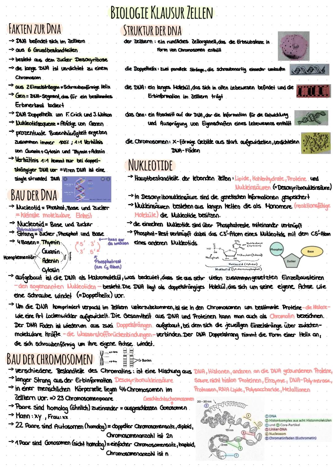 Genetik (Chromosomen, Nukleotide, Mitose, Meiose…)
