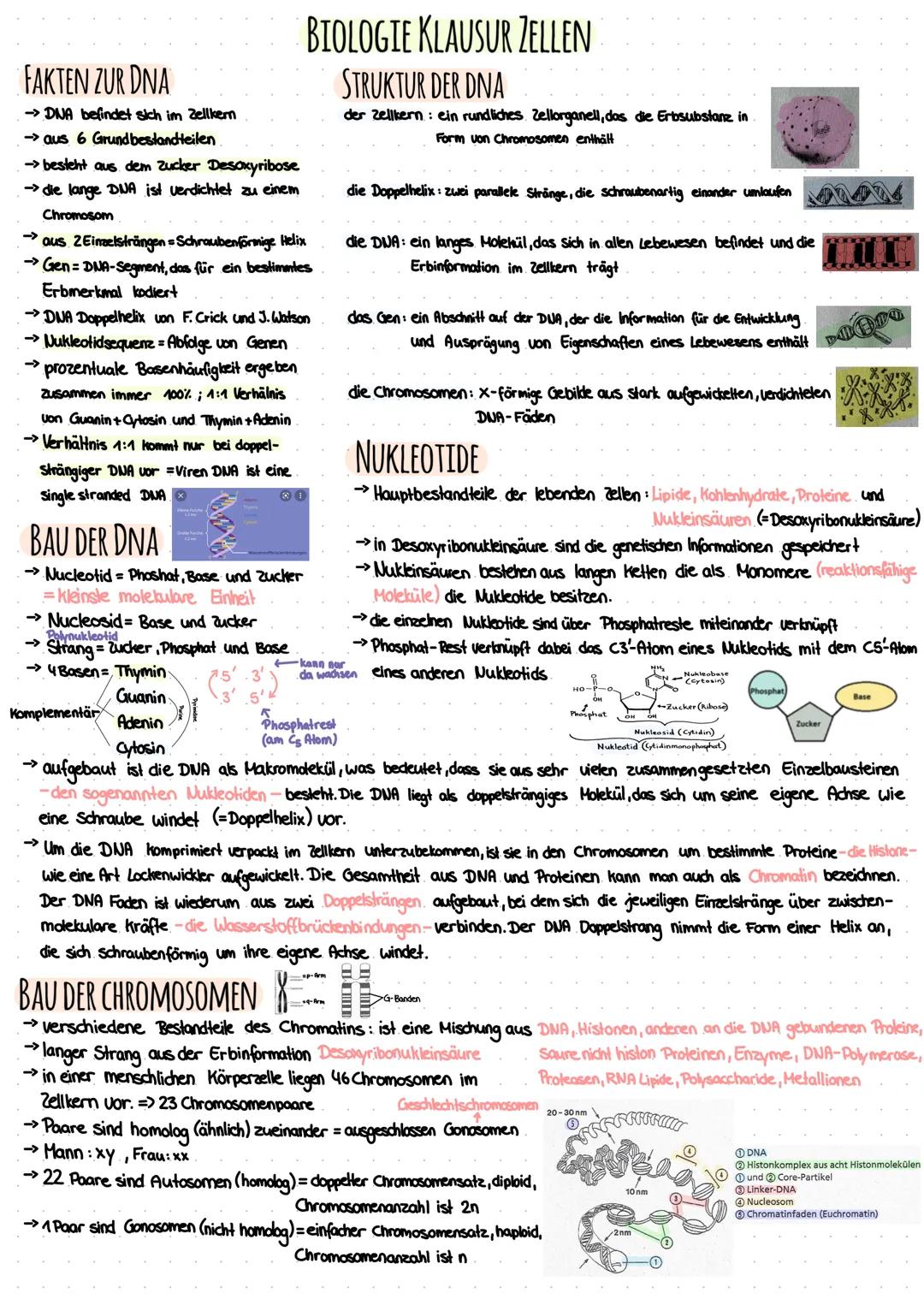 FAKTEN ZUR DNA
→>DNA befindet sich im Zellkern
-> aus 6 Grundbestandteilen
->besteht aus dem Zucker Desoxyribose
→ die lange DNA ist verdich