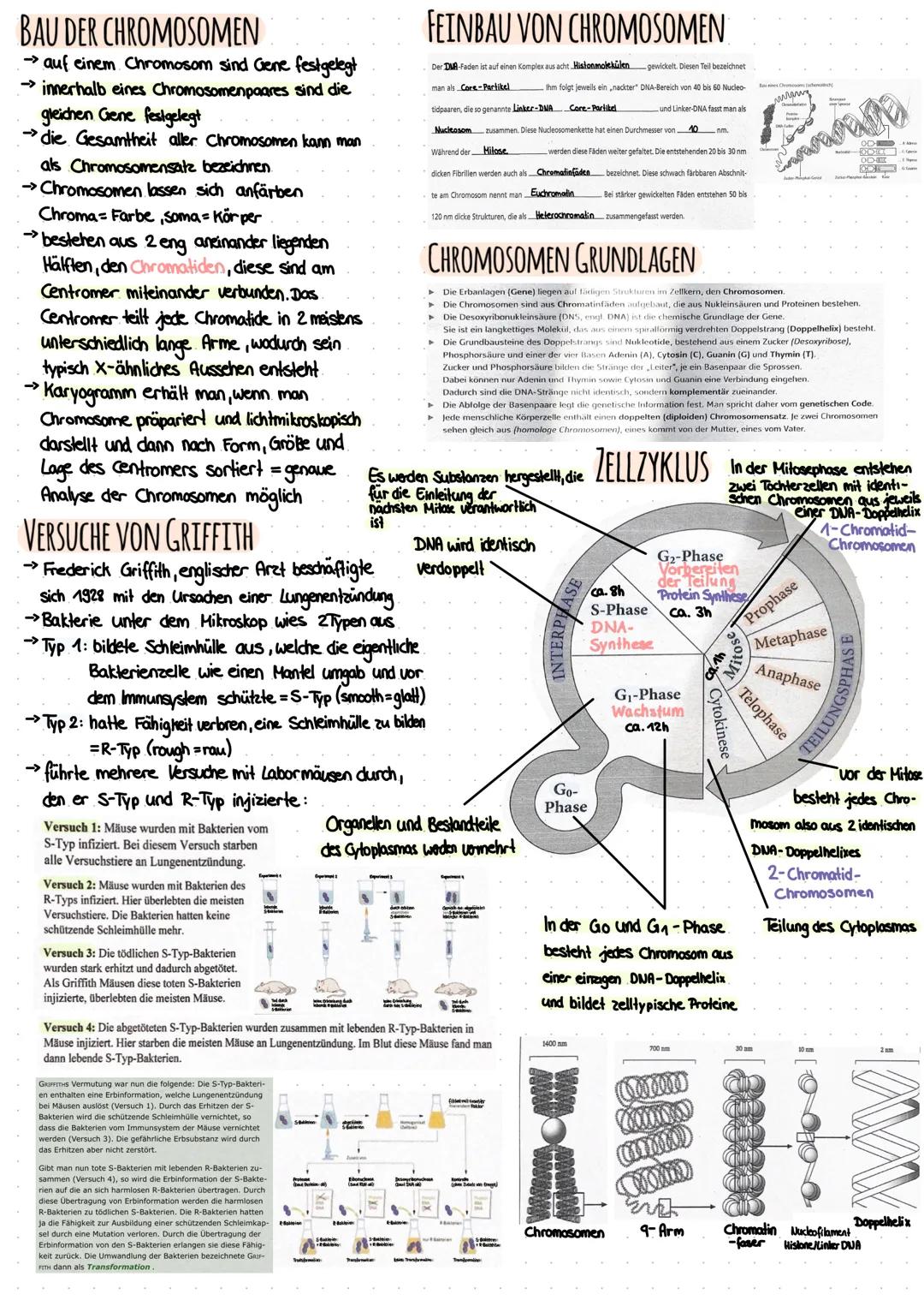 FAKTEN ZUR DNA
→>DNA befindet sich im Zellkern
-> aus 6 Grundbestandteilen
->besteht aus dem Zucker Desoxyribose
→ die lange DNA ist verdich