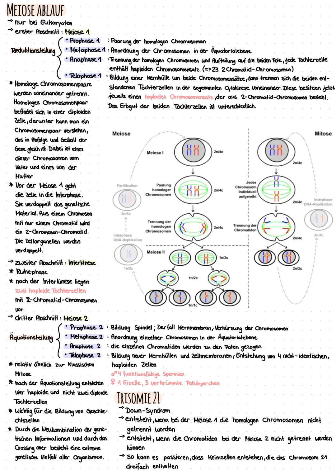 FAKTEN ZUR DNA
→>DNA befindet sich im Zellkern
-> aus 6 Grundbestandteilen
->besteht aus dem Zucker Desoxyribose
→ die lange DNA ist verdich
