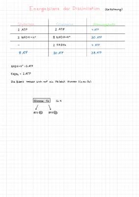 Know Energiebilanz der Dissimilation thumbnail