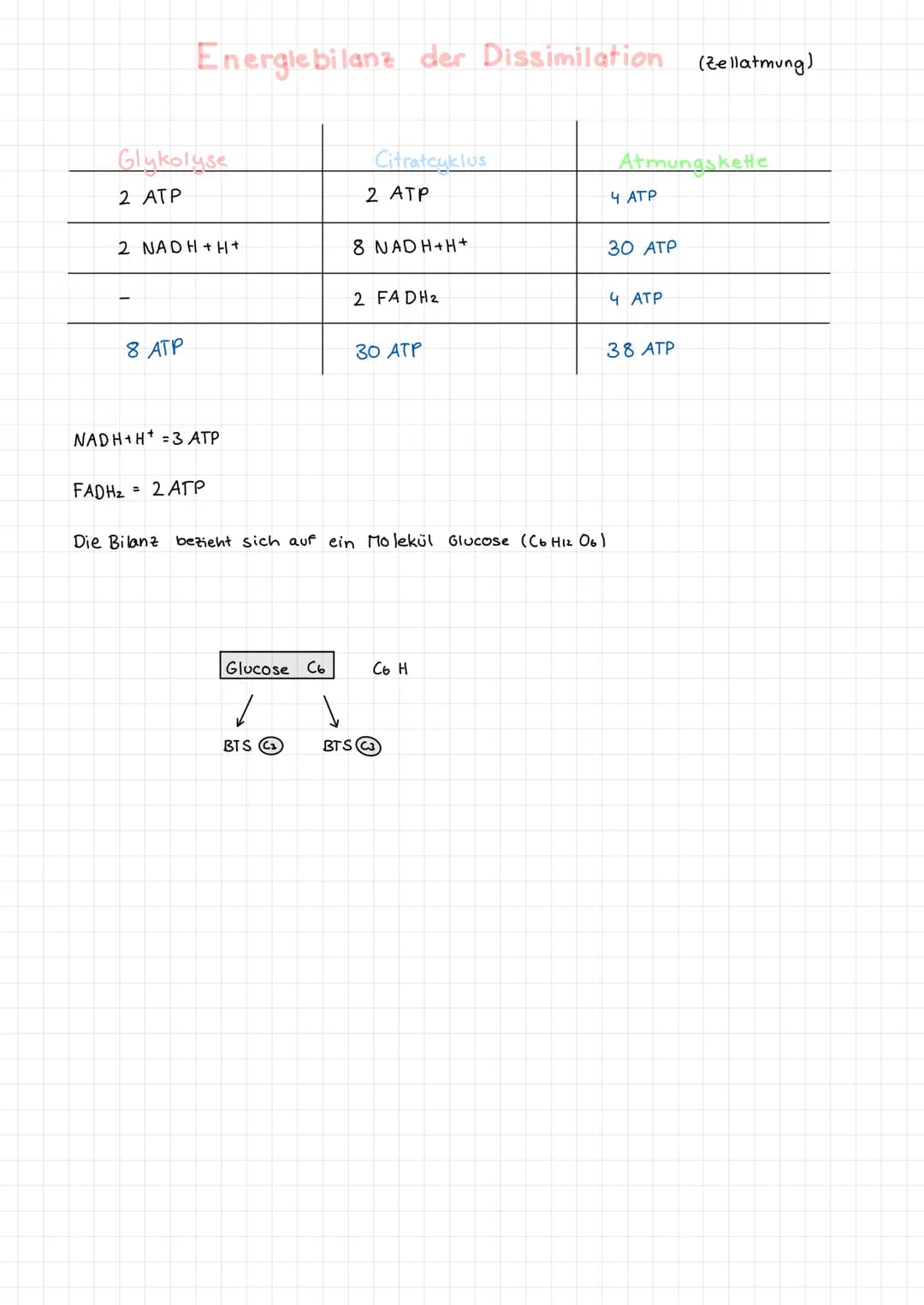 Energlebilanz der Dissimilation (Zellatmung)
Glykolyse
2 ATP
2 NADH+H+
8 ATP
NADH+H+ =3 ATP
FADH₂= 2 ATP
Glucose C6
1
BTS C
Citratcyklus
2 A
