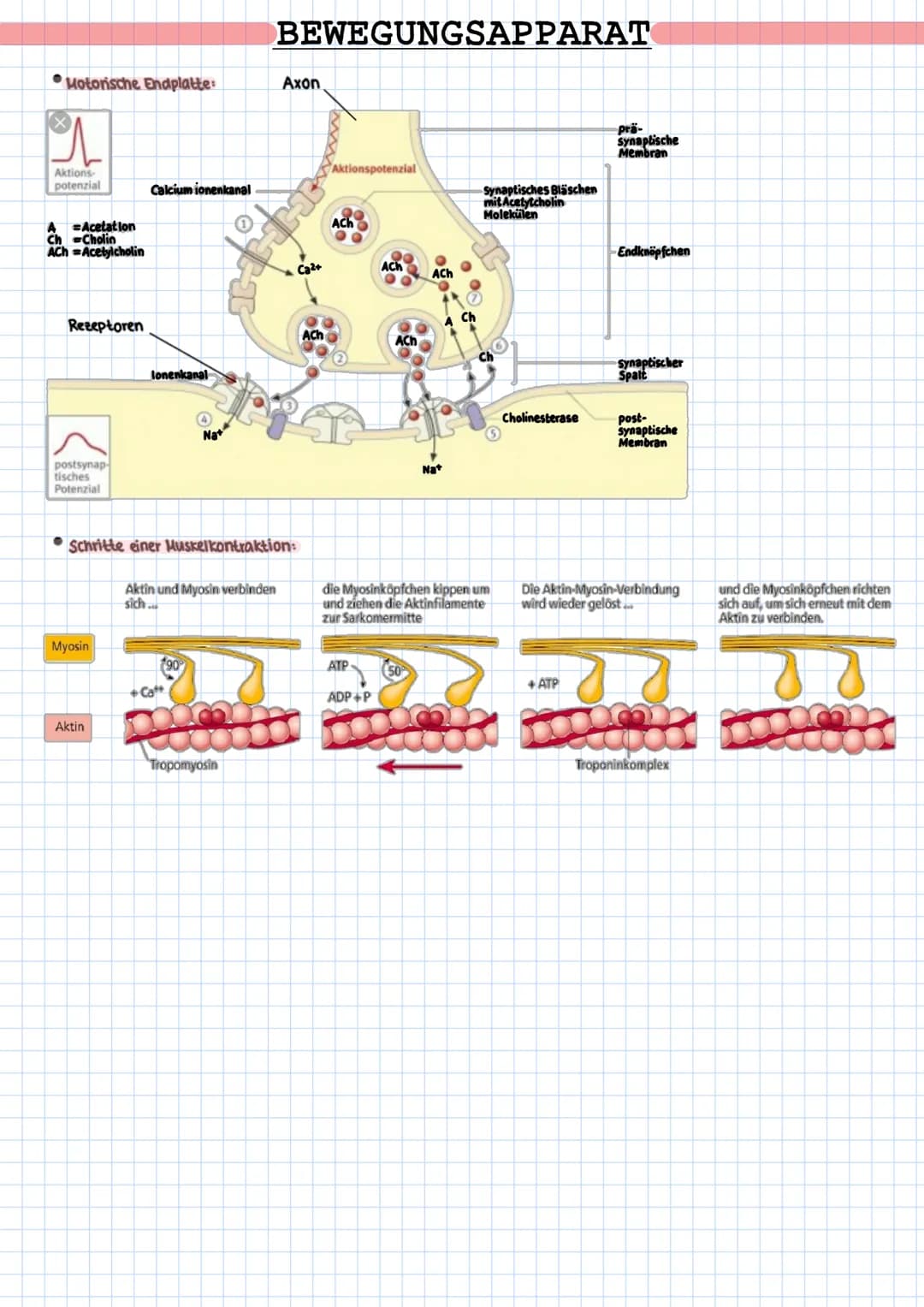 Motorische Endplatte:
Aktions-
potenzial
A Acetation
Ch Cholin
AChAcetylcholin
Rezeptoren
postsynap
tisches
Potenzial
Myosin
Calcium ionenka