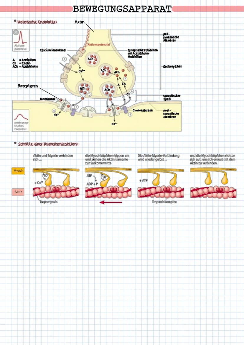 Motorische Endplatte:
Aktions-
potenzial
A Acetation
Ch Cholin
AChAcetylcholin
Rezeptoren
postsynap
tisches
Potenzial
Myosin
Calcium ionenka