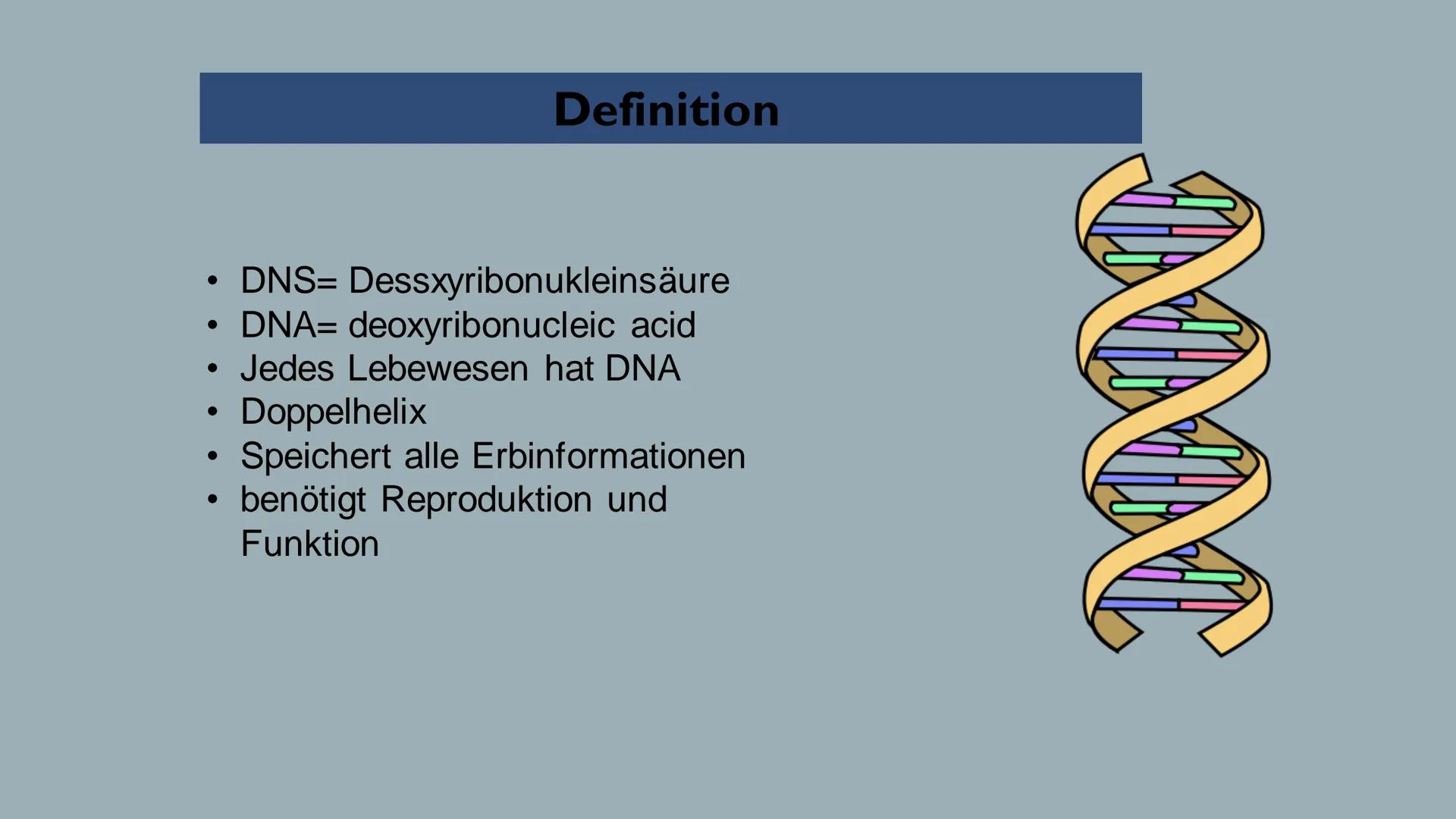 Biologie> Genetik > Bau der DNA
Reem Alnathar
01.12.2021
Informatik Vortrag
Referat:
Bau der DNA
(DNS) ●
• Definition
●
●
Gliederung
Struktu